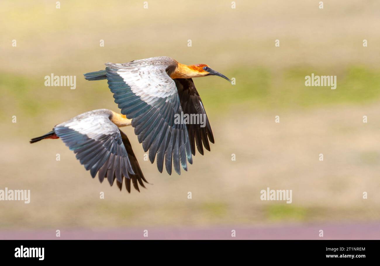 Andean Ibis (Theristicus branickii) at Antisana nature reserve in ...