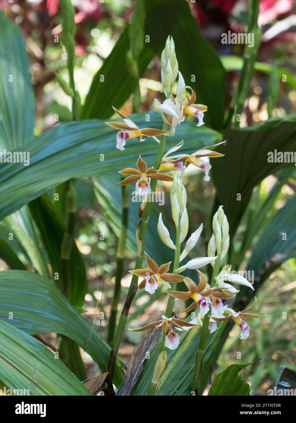 Beautiful Swamp Orchids in bloom, Stock Photo