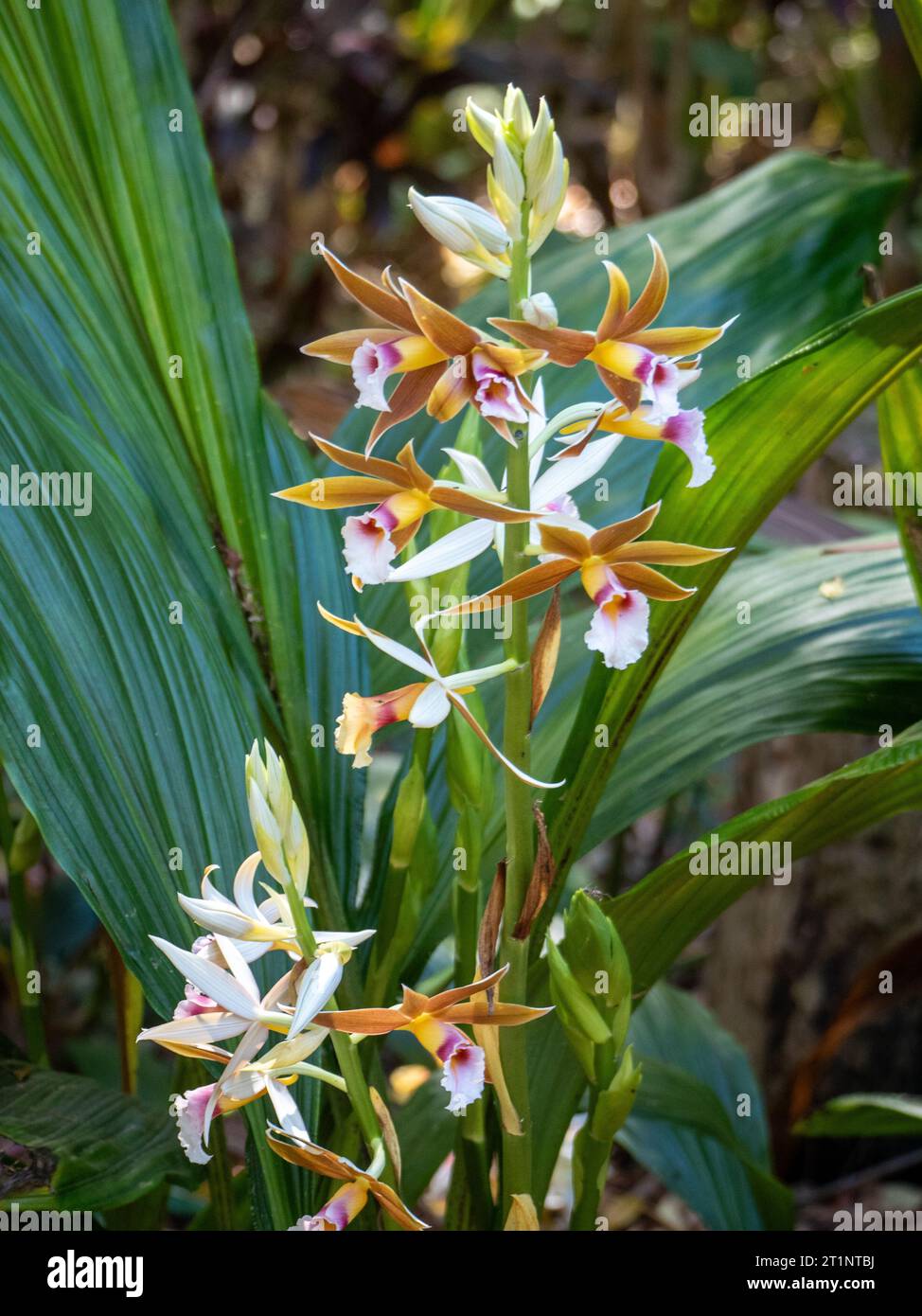Beautiful Swamp Orchids in bloom, Stock Photo