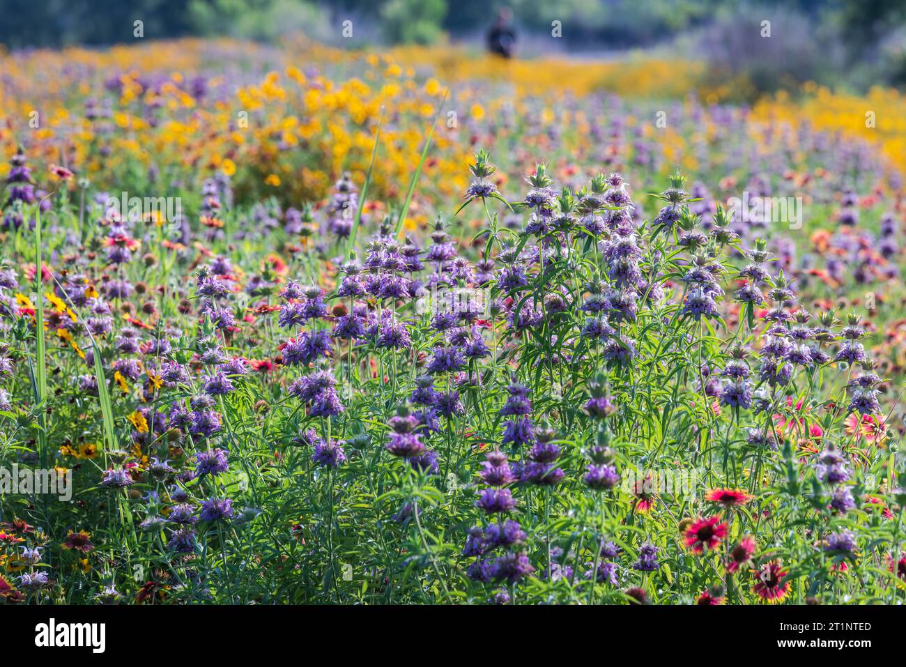 Colorful spring wildflowers covered the roadside and public areas in