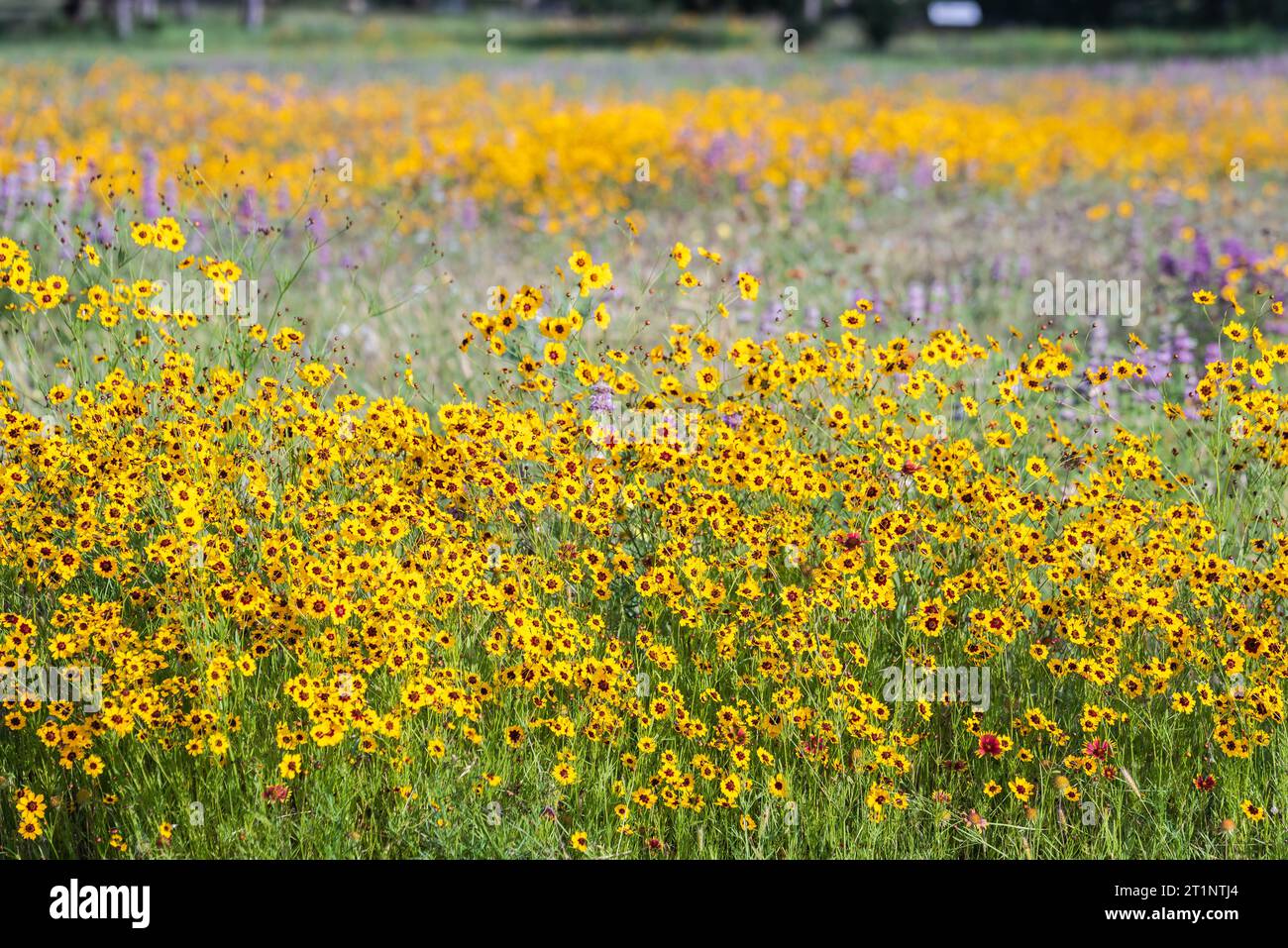 Colorful spring wildflowers covered the roadside and public areas in