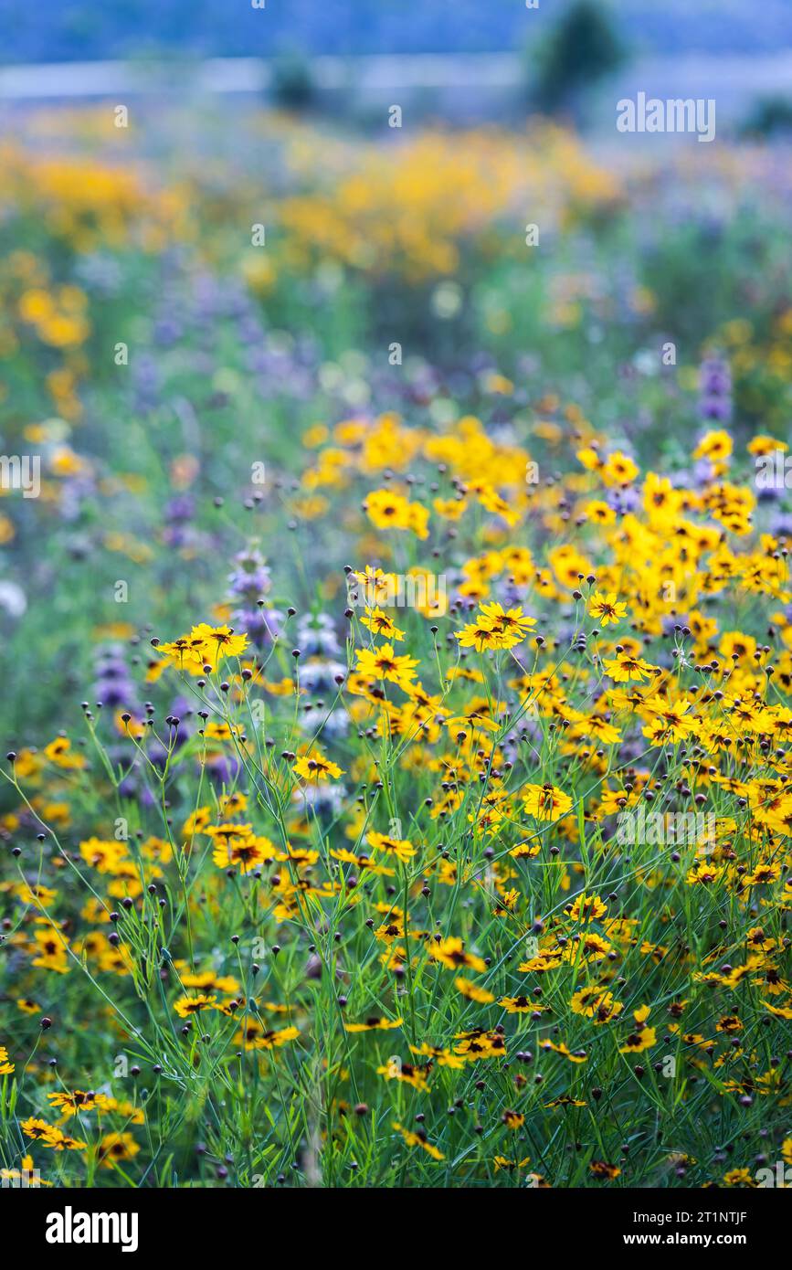 Colorful spring wildflowers covered the roadside and public areas in