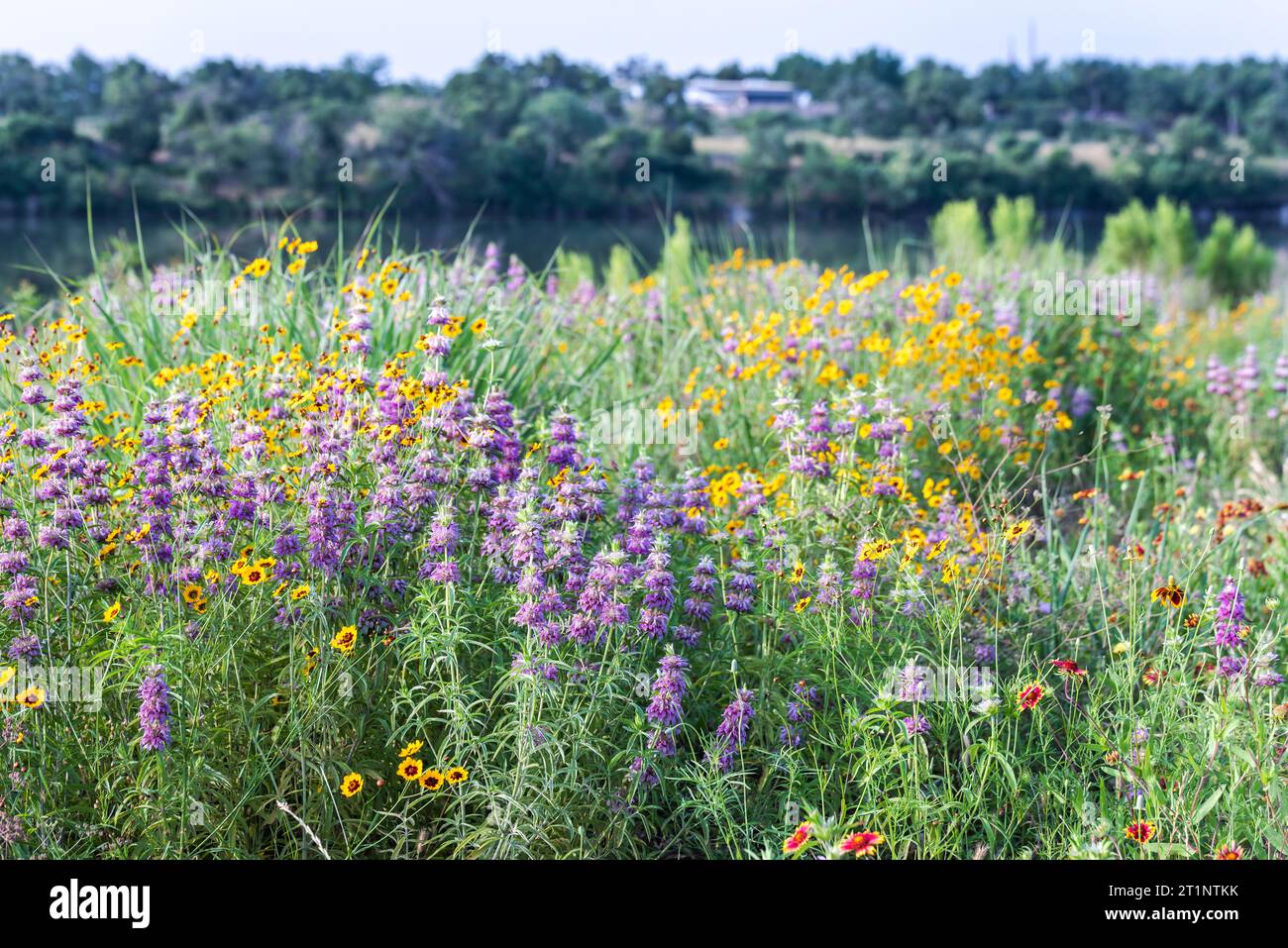 Colorful spring wildflowers covered the roadside and public areas in