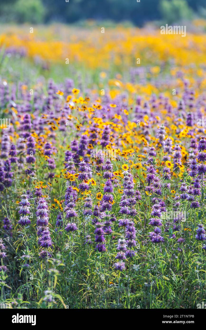 Texas hill country native wildflowers hi-res stock photography and ...