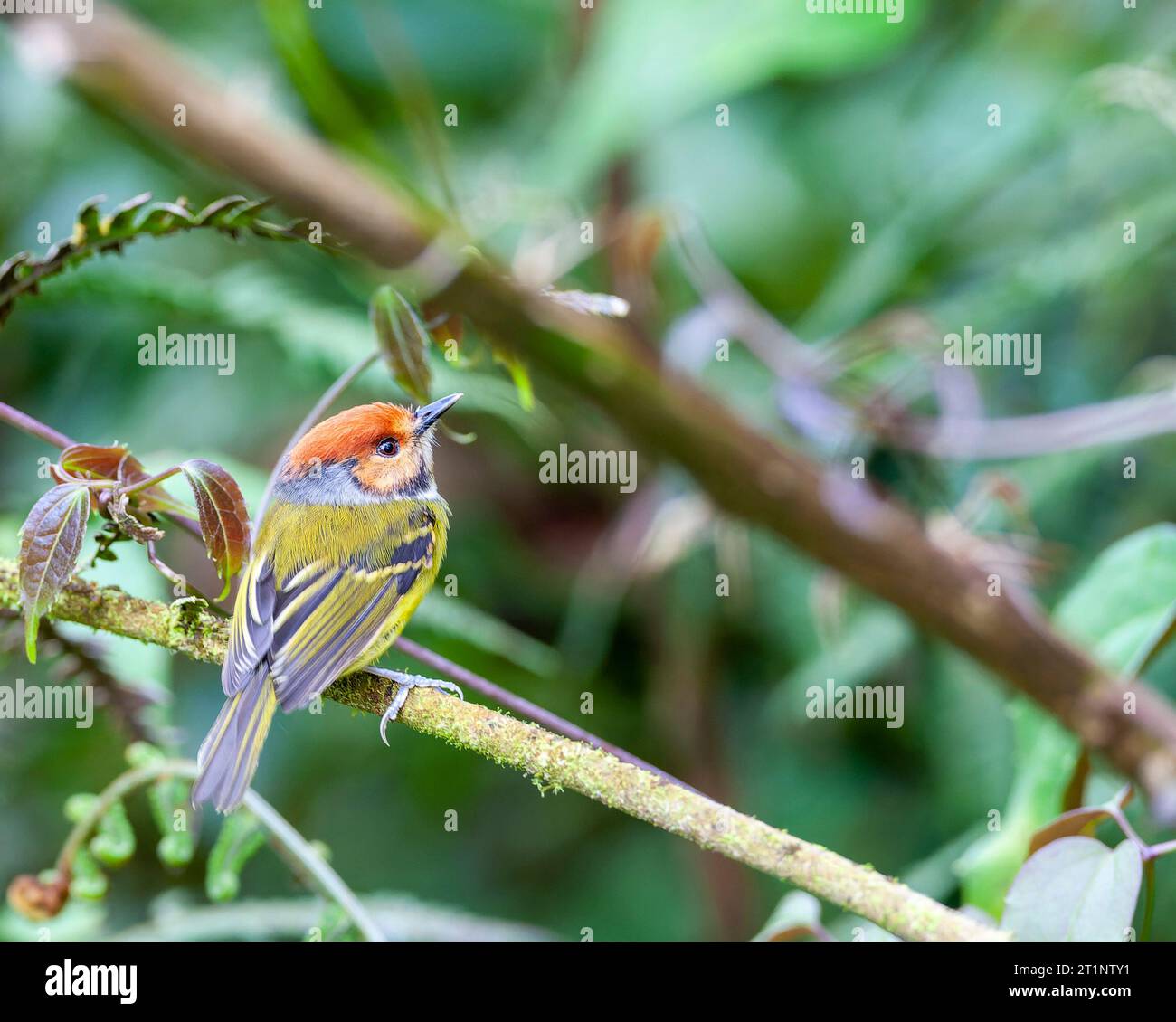 Rufouscrowned todyflycatcher (Poecilotriccus ruficeps) at east slope