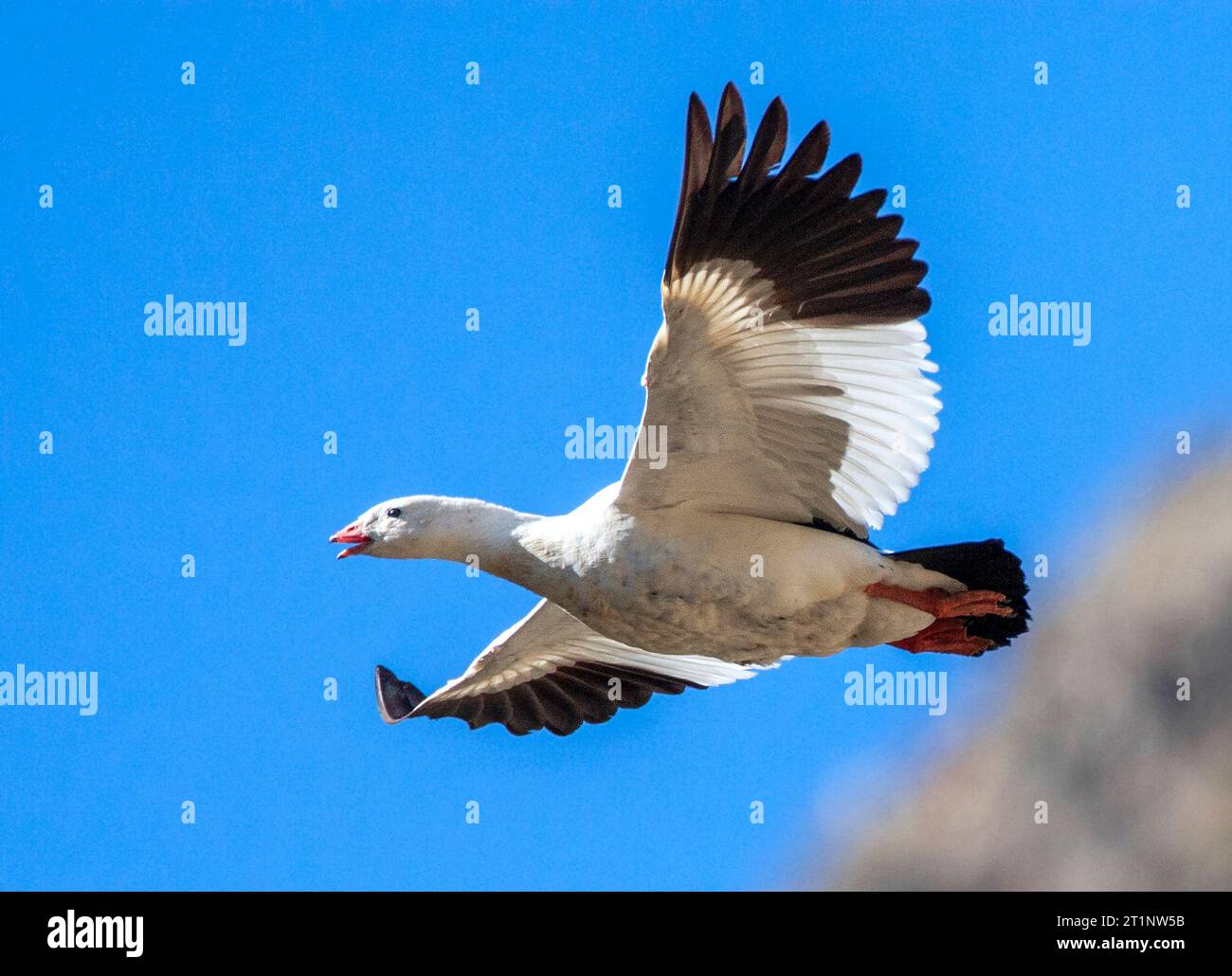 Andean Goose,(Chloephaga melanoptera) in flight over Andes mountains in central Peru. Stock Photo