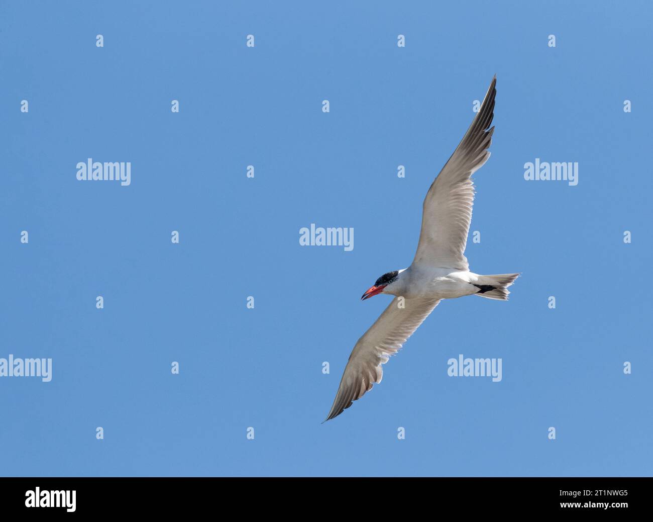 Adult Caspian Tern (Hydroprogne caspia) in flight for the coast at the Ebro delta in Spain. Worn plumage. Stock Photo