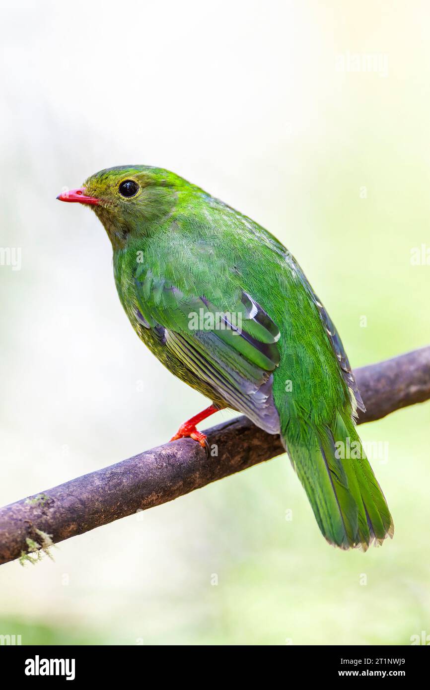 Female Green-and-black Fruiteater (Pipreola riefferii) at Rio Blanco, Colombia. Stock Photo