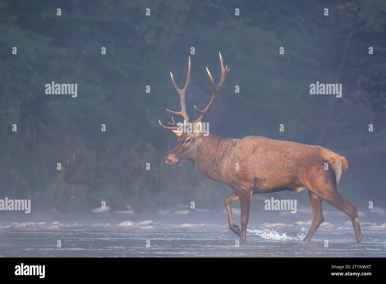 Red Deer (Cervus elaphus) stag in the river. Carpathian Mountains, Poland. Stock Photo