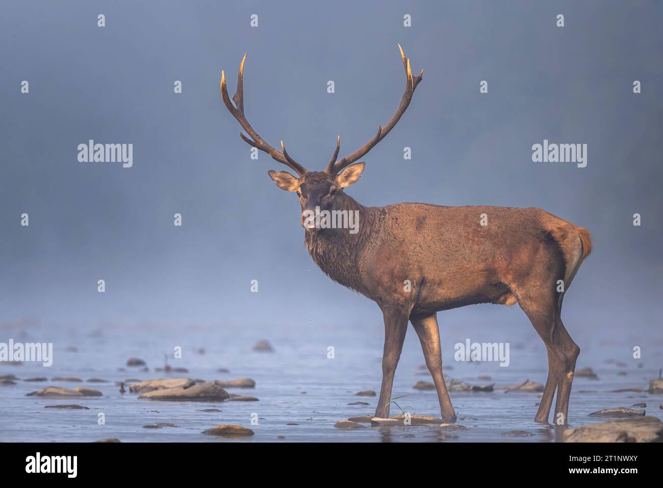 Red Deer (Cervus elaphus) stag in the river. Carpathian Mountains, Poland. Stock Photo