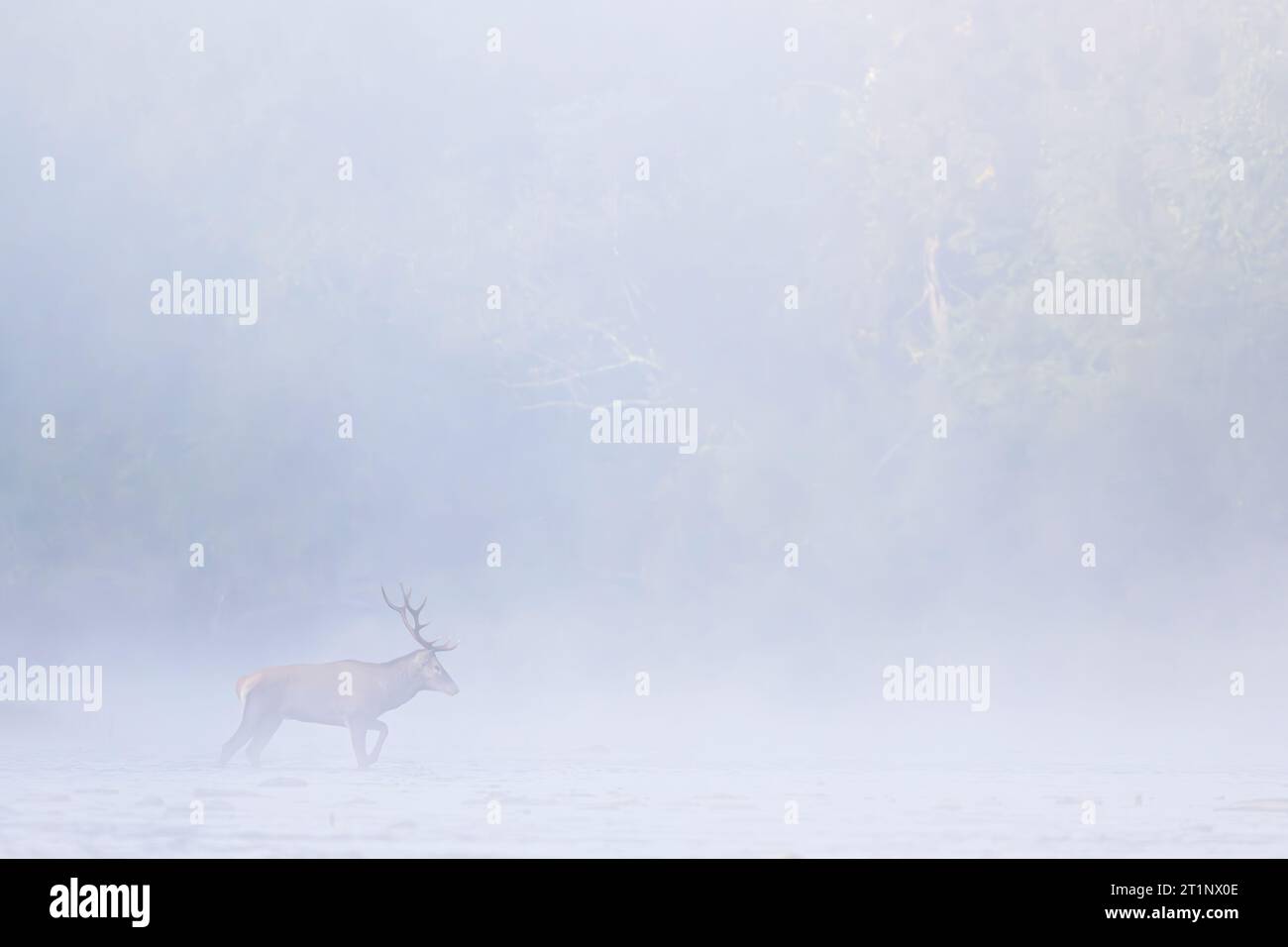 Red Deer (Cervus elaphus) stag in the river. Carpathian Mountains, Poland. Stock Photo