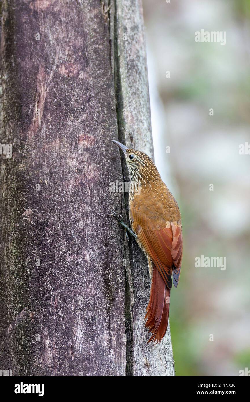 Montane Woodcreeper (Lepidocolaptes lacrymiger) in Ecuador. Foraging along wooden beam at a lodge. Stock Photo