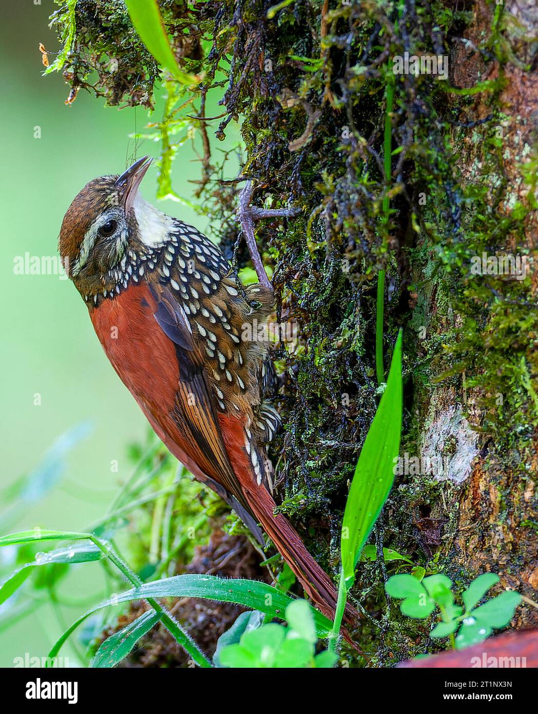 Pearled treerunner (Margarornis squamiger) at San isidro lodge, east slope Andes, Ecuador. Stock Photo