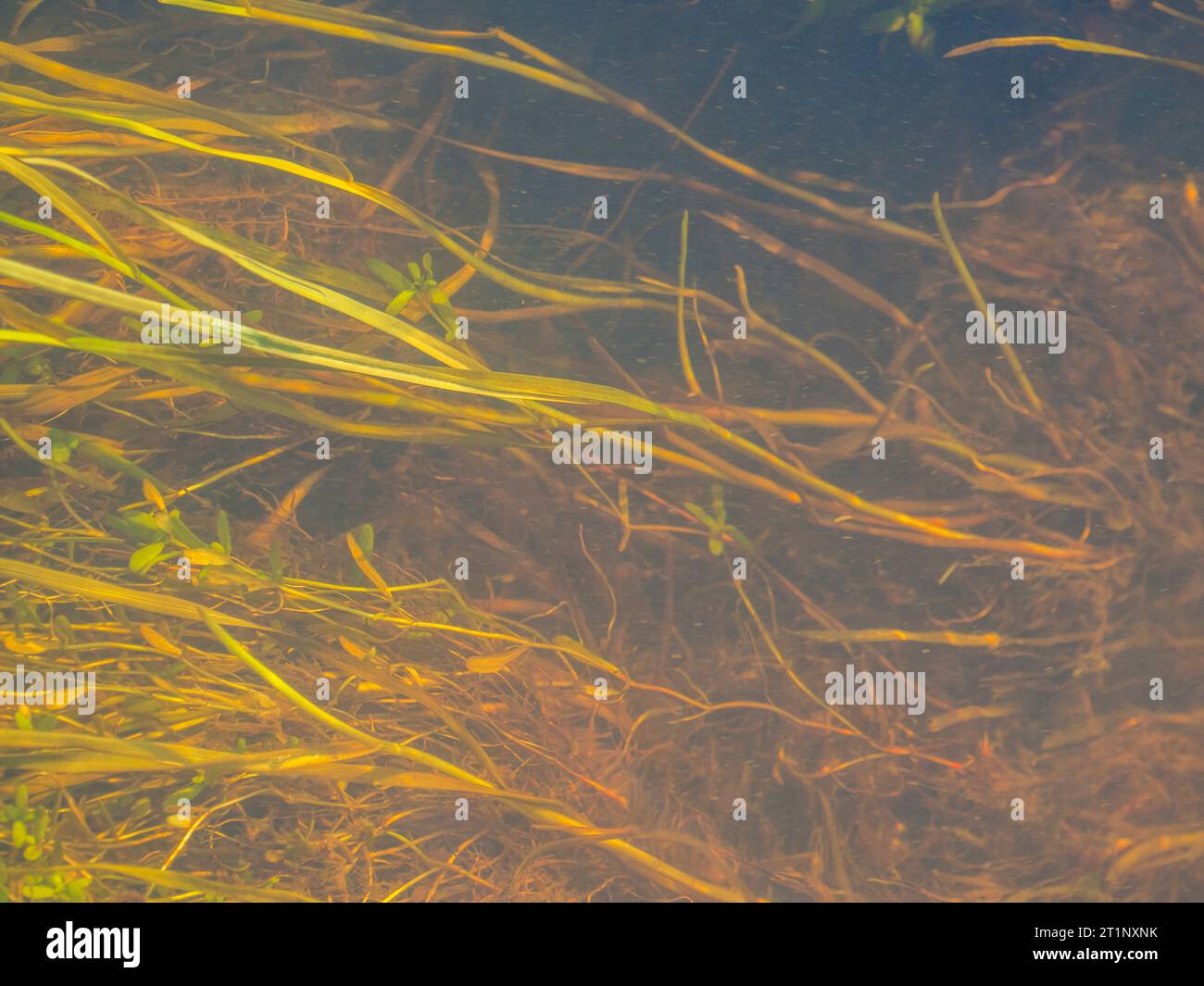 A small stream near Bolderwood in the New Forest Hampshire, taken  'contre-jour' meaning against the light Stock Photo - Alamy