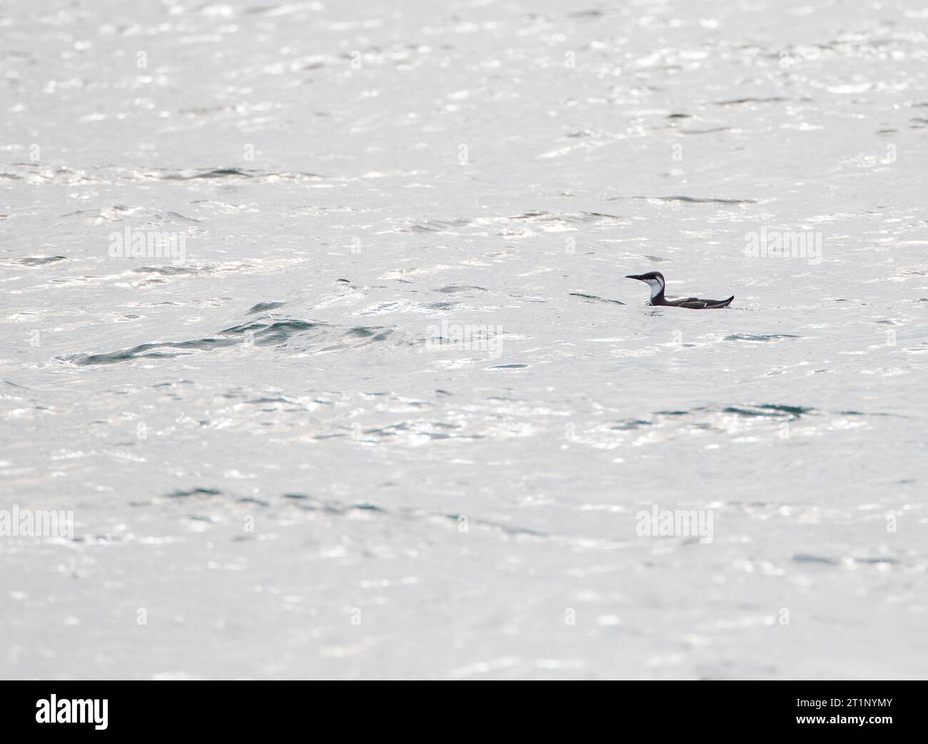 Common guillemot (Uria aalge) in winter plumage at the North sea off