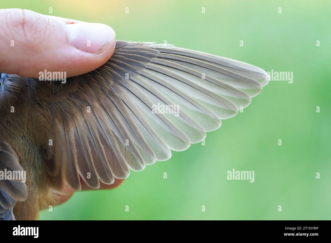 Warbler Ringing Autumn Marsh Warbler (Acrocephalus palustris) caught at ringing station ...
