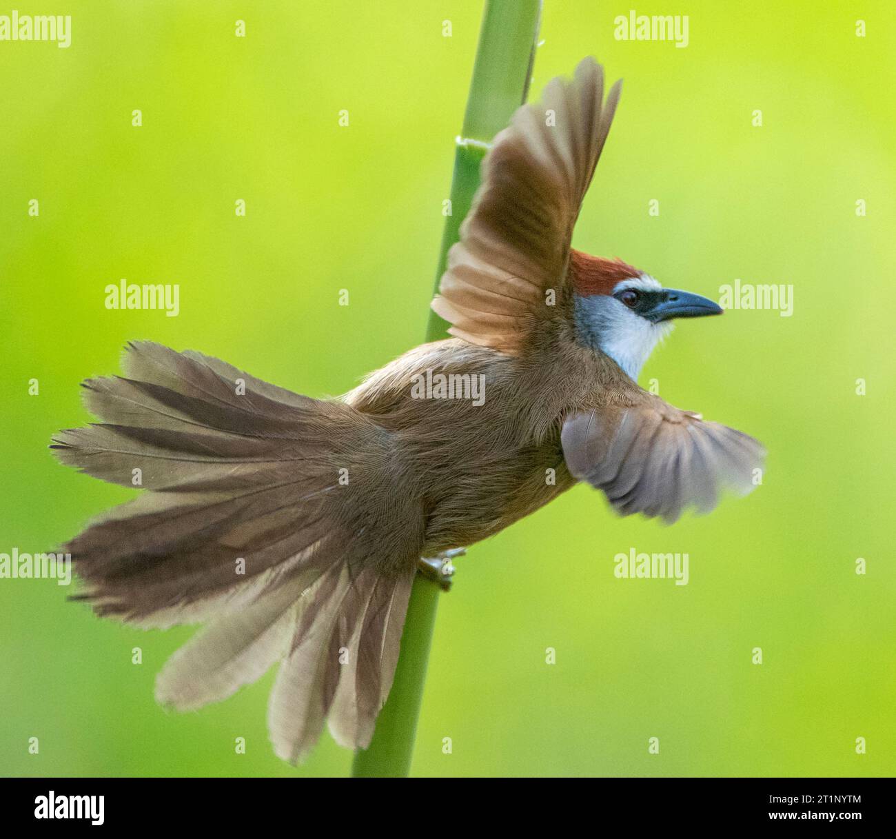 Chestnut-capped Babbler (Timalia pileata) perched in river habitat in ...