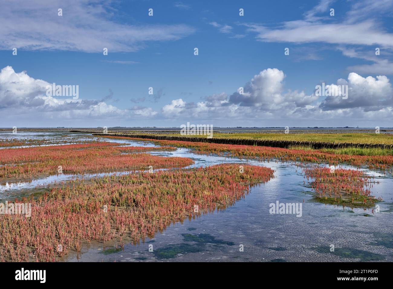 Salt Marsh with common Glasswort (Salicornia europaea) at North Sea,North Frisia,Wattenmeer National Park,Germany Stock Photo