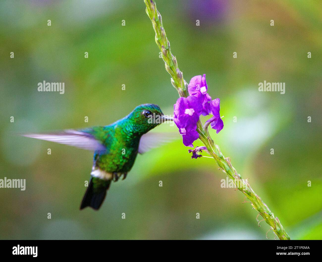 Blue-tailed Emerald (Chlorostilbon mellisugus) foraging on small purlpe flowers in the tropical garden of ecolodge Amazonia in Manu National Park, Per Stock Photo