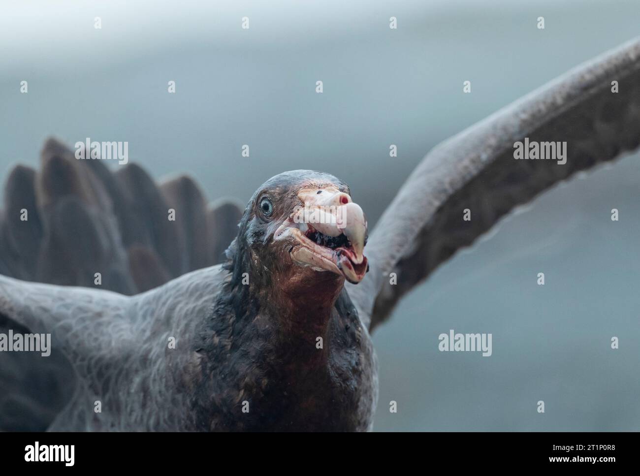 Northern Giant Petrel (Macronectes halli) on Macquarie island