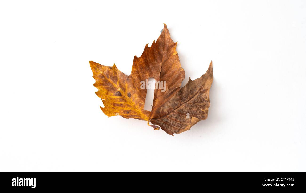 green and brown autumn leaf with the letter i on it, on isolated background Stock Photo