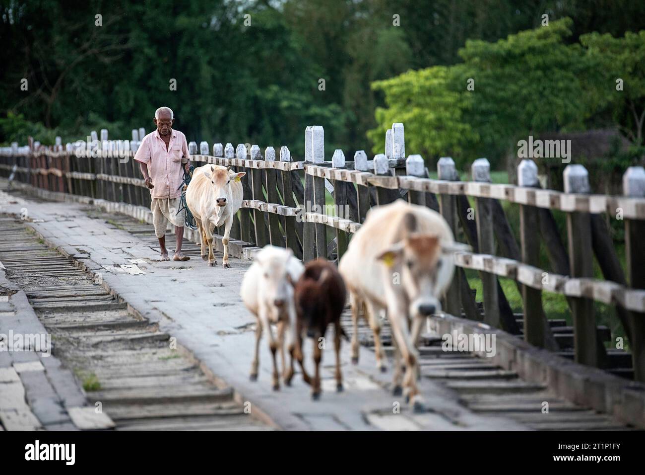 Man and cows walking on wooden bridge near Majuli island, Assam, India Stock Photo