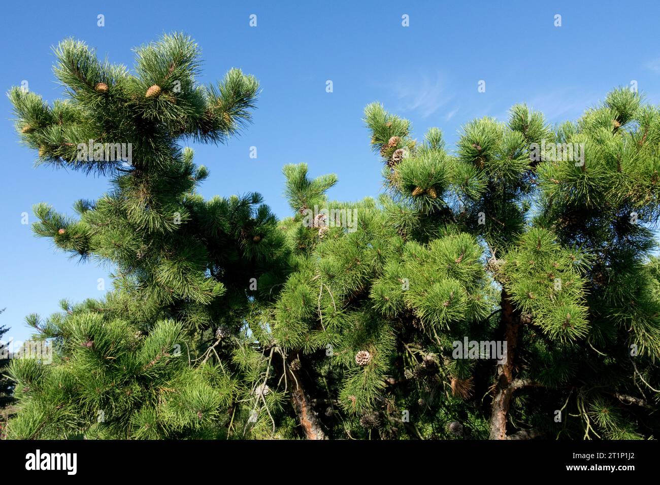Northern Pitch Pine Tree, Pinus rigida, branches Stock Photo