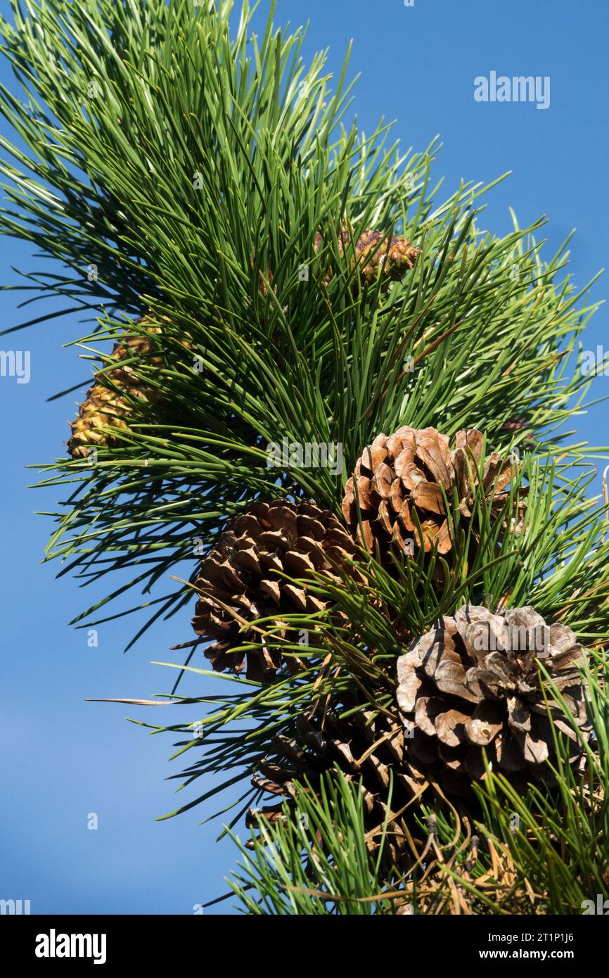 Hard Pine, cones, Candlewood Pine, Northern Pitch Pine, Pinus rigida, Female cones, Needles Stock Photo