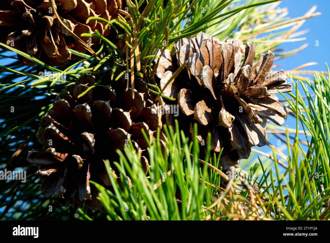 Pitch Pine, cones, Gymnospermae, Female cones, Northern Pitch Pine, Pinus rigida closeup Stock Photo