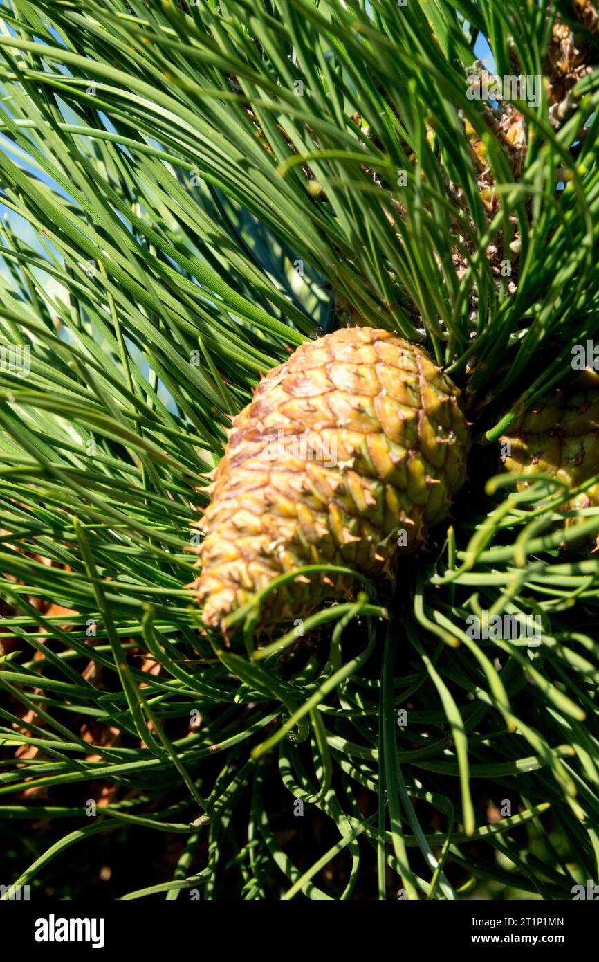 Northern Pitch Pine  cone Pinus rigida Stock Photo