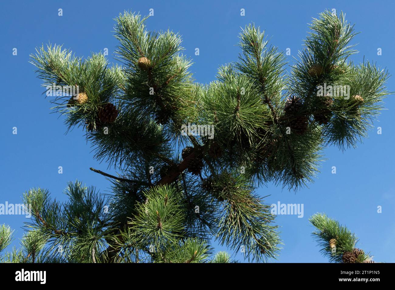 Candlewood Pine, Hard Pine, Pitch Pine, Pinus rigida, Northern Pitch Pine, Needles, branches Stock Photo