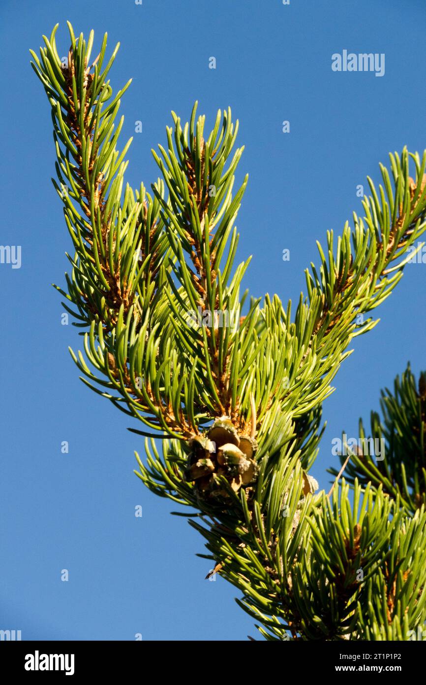 Two-Needle Pinon Pine, Pinyon Pine, Rocky Mountain Pinyon Pine, Colorado Pinyon Pine, Nut Pine, Two-needle Pine, Pinus edulis Branch, Needles Stock Photo