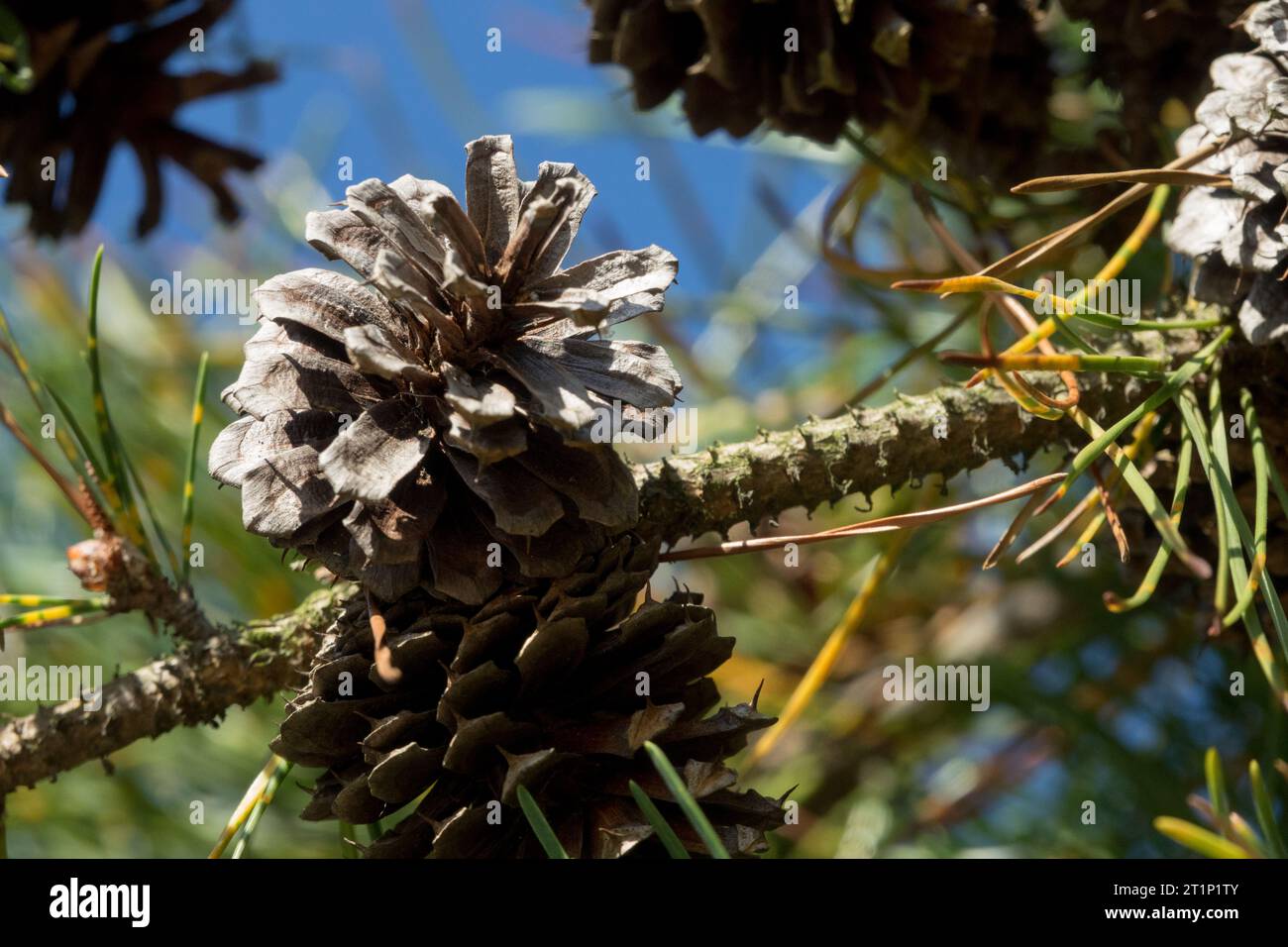 Lodgepole Pine, Cone, Pinus contorta, Conifer, Pine, Branch, Needles Stock Photo