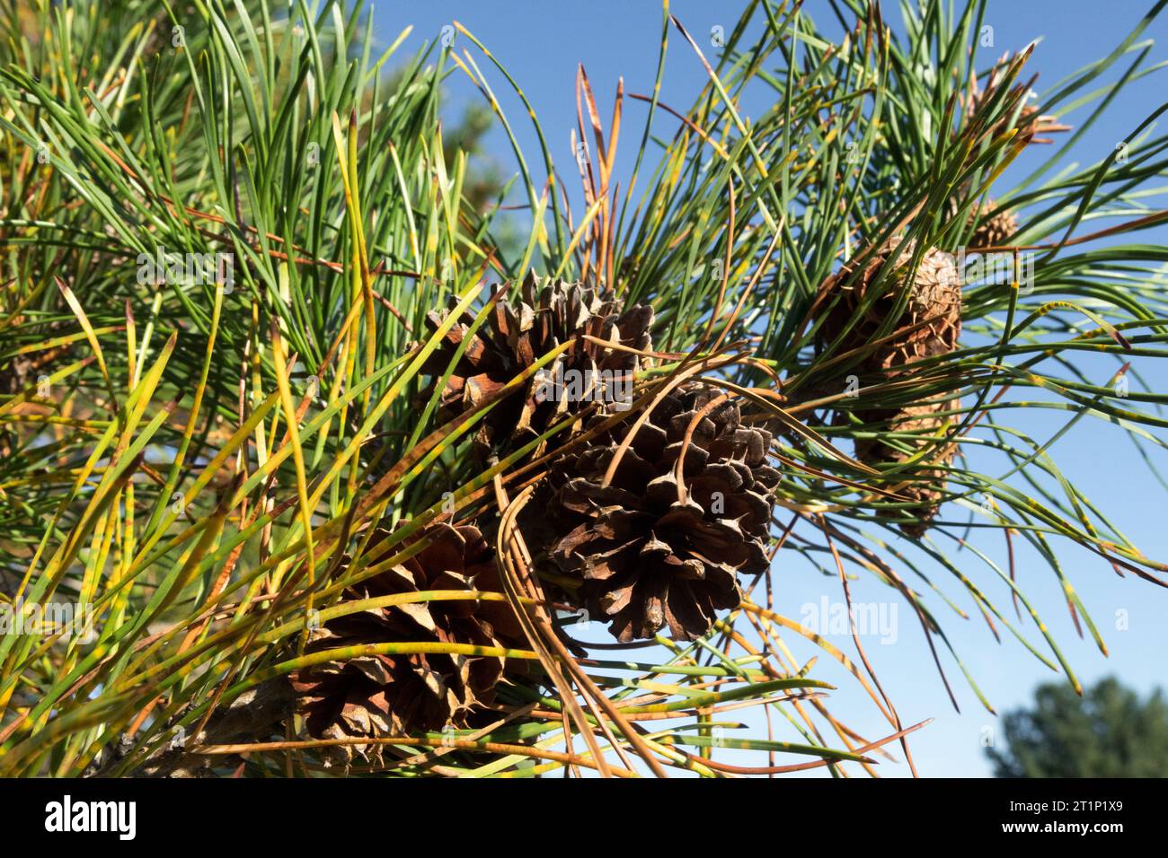 Female cones, Lodgepole Pine, cones, Pinus, Needles, Branch, Pinus contorta, Cone, Pine, Coniferous Stock Photo