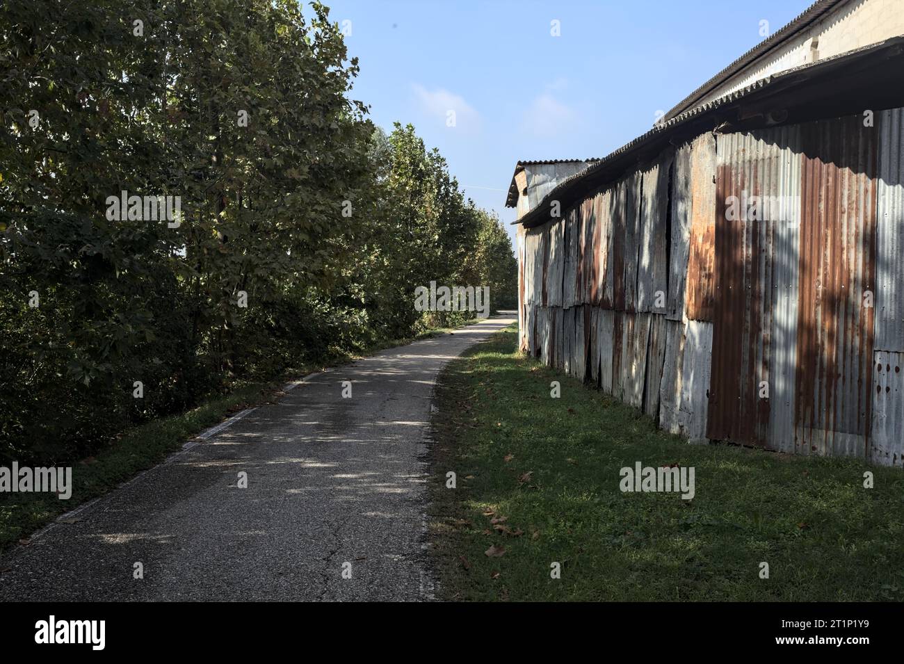 Narrow  road bordered by a row of trees next to a building in the italian countryside Stock Photo