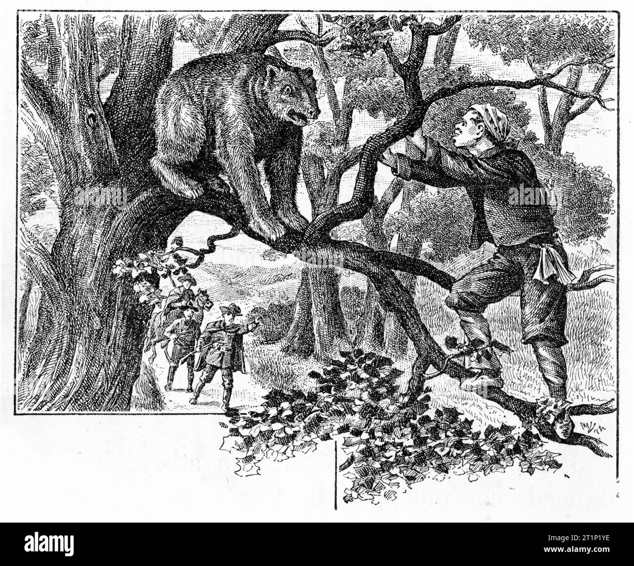 Engraving of a hunter confronting a bear in a tree, circa 1880 Stock Photo
