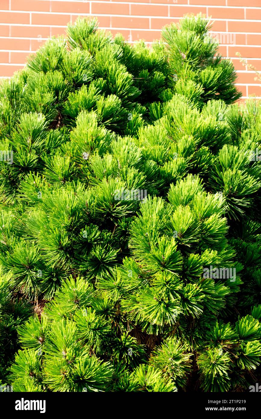 Bosnian Pine, Pinus heldreichii 'Smidtii!, Growing, at, Garden, Wall Stock Photo