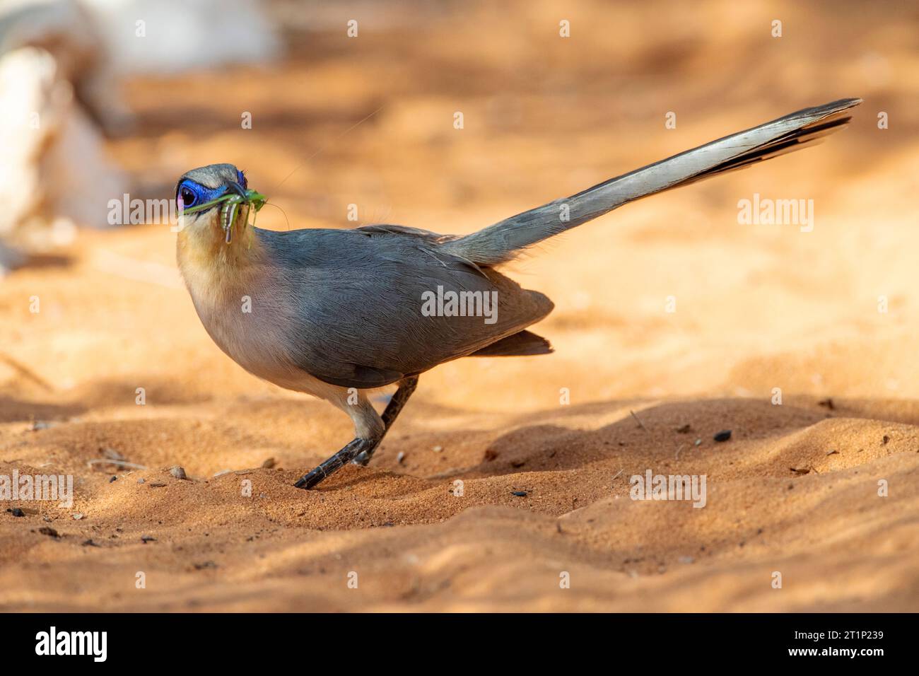 Running Coua (Coua cursor), an endemic species from the semiarid lowland forests of southwest Madagascar. Stock Photo