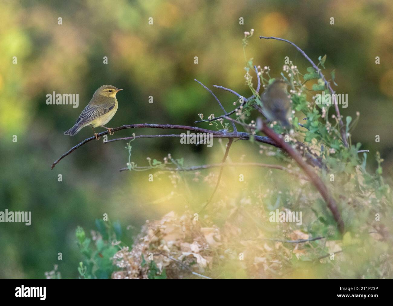 Willow Warbler (Phylloscopus trochilus) duing autumn migration in Bulgaria. Stock Photo