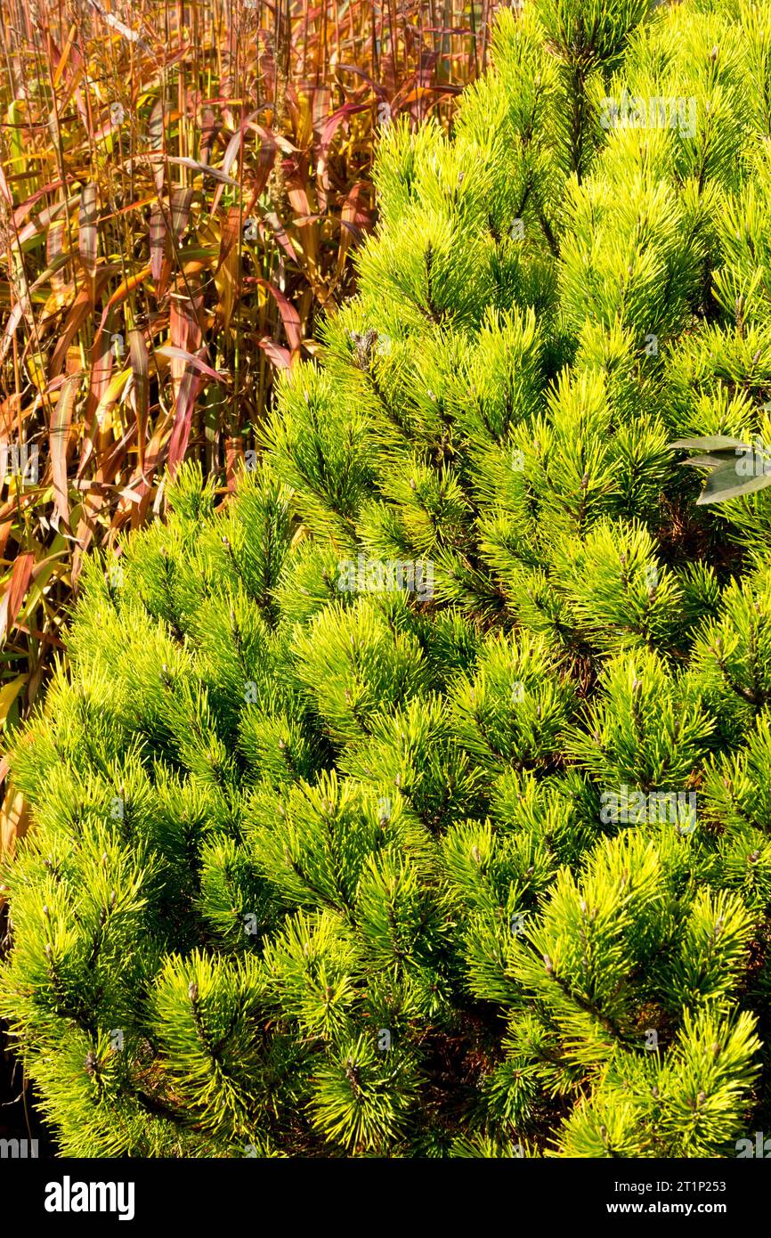 Mountain Pine, Pinus mugo 'Ophir' Pinus foliage in the autumn colour of Pinus mugo 'Ophir', Miscanthus sinensis Stock Photo