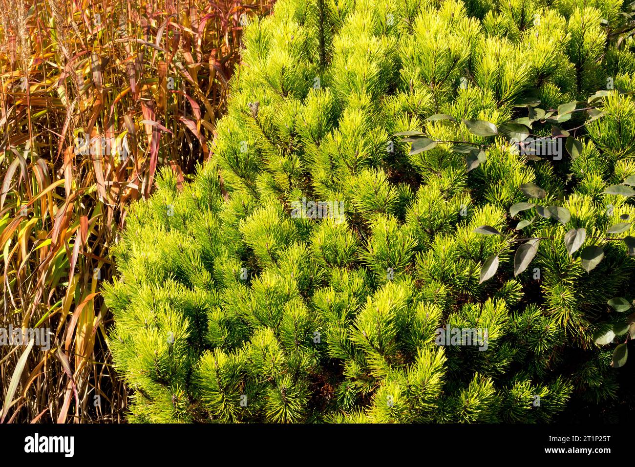 Mountain Pine, Pinus mugo 'Ophir', Autumn, Miscanthus sinensis in garden Stock Photo