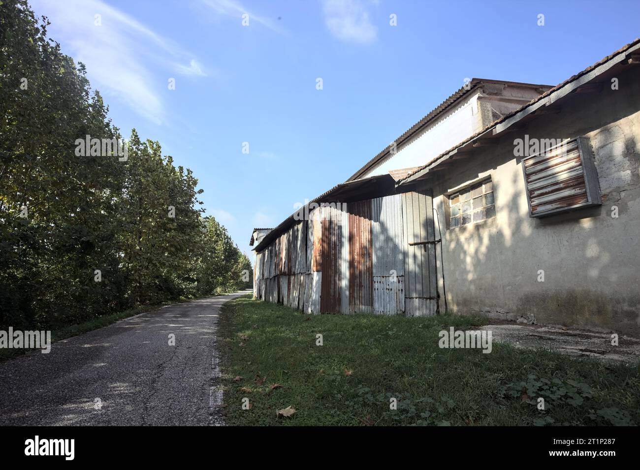 Narrow  road bordered by a row of trees next to a building in the italian countryside Stock Photo