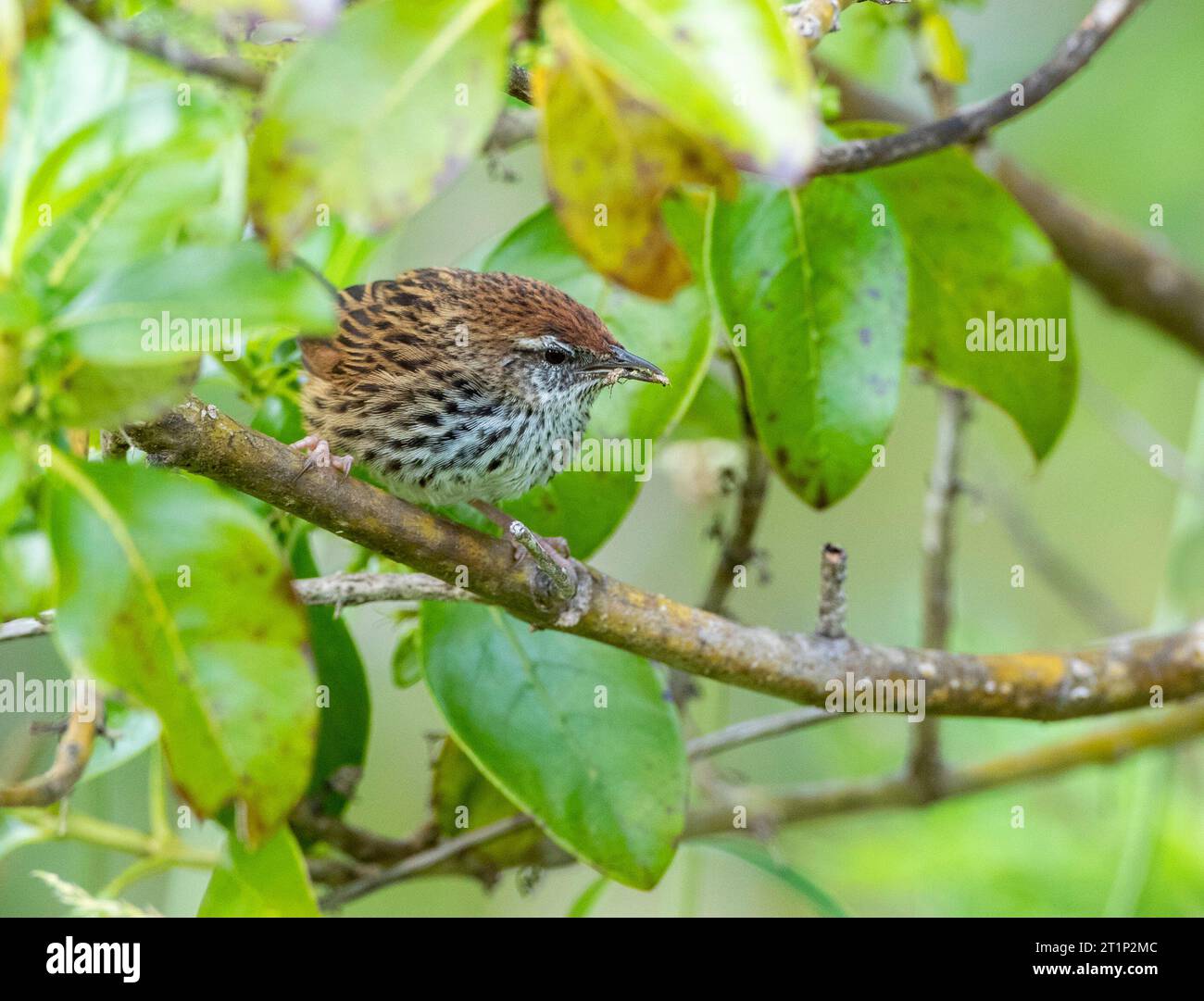 North Island New Zealand Fernbird )Poodytes punctatus vealeae) perched in a low bush. Stock Photo