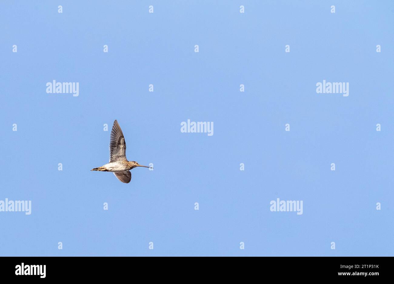 Common Snipe (Gallinago gallinago) migrating overhead in Bulgaria Stock ...