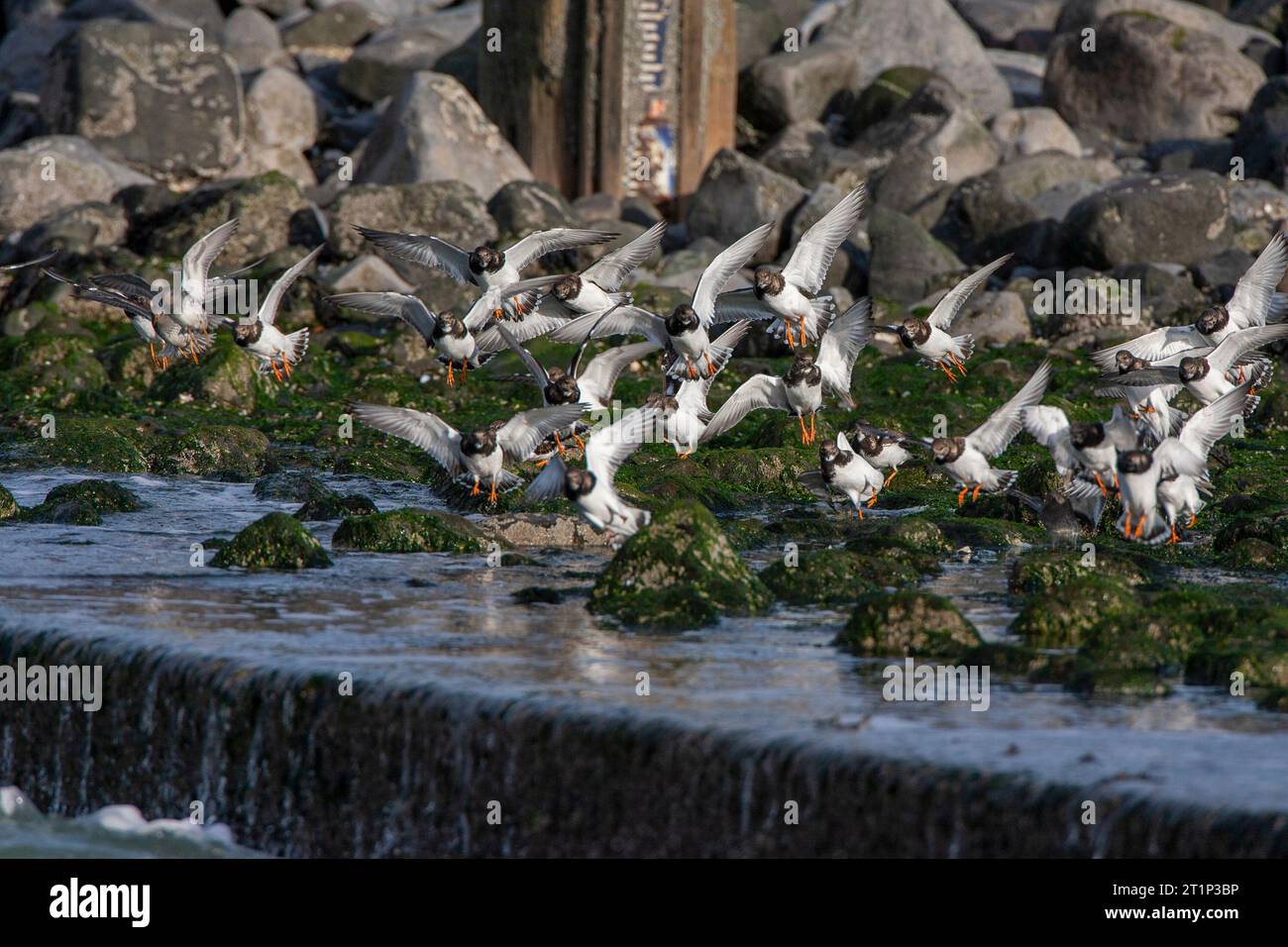 Wintering flock of Ruddy Turnstones (Arenaria interpres) in flight at the Brouwersdam in the Netherlands. Including a few Purple Sandpipers. Stock Photo