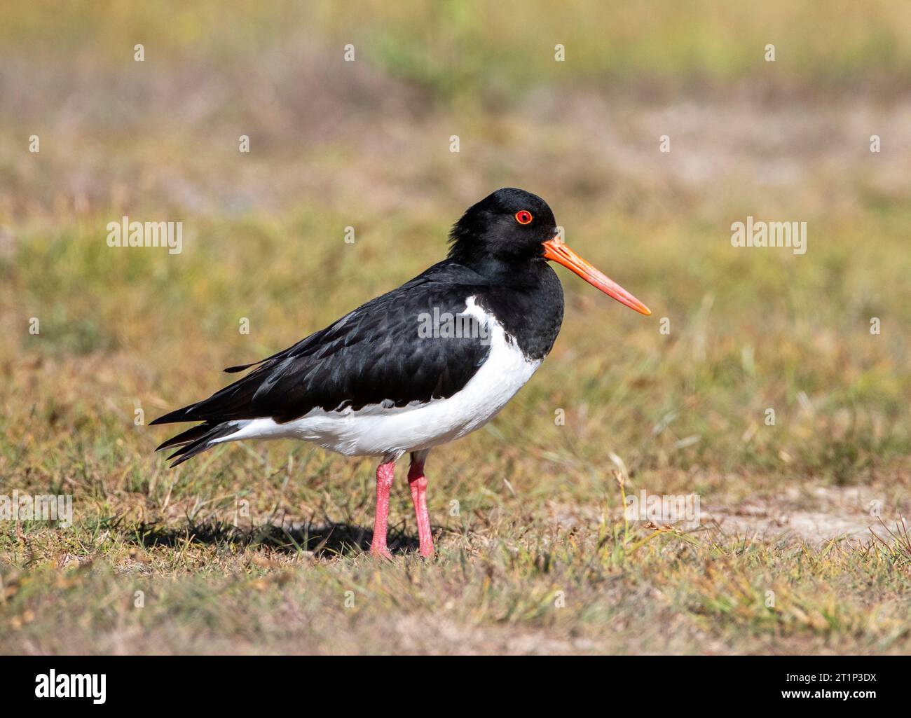 South Island Pied Oystercatcher (Haematopus finschi) at Glentanner Park