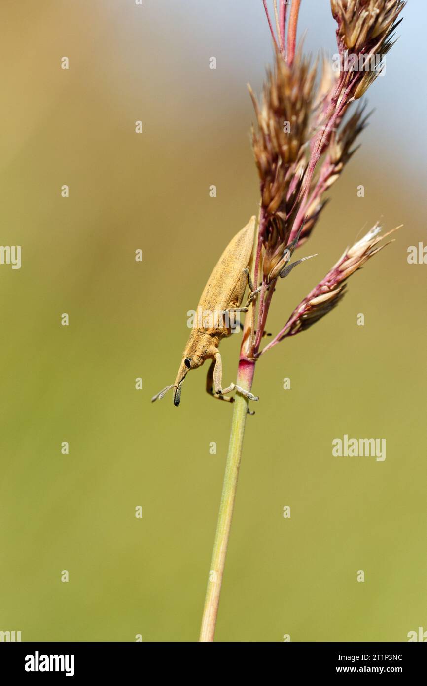 Weevil beetle (Lixus iridis) Stock Photo