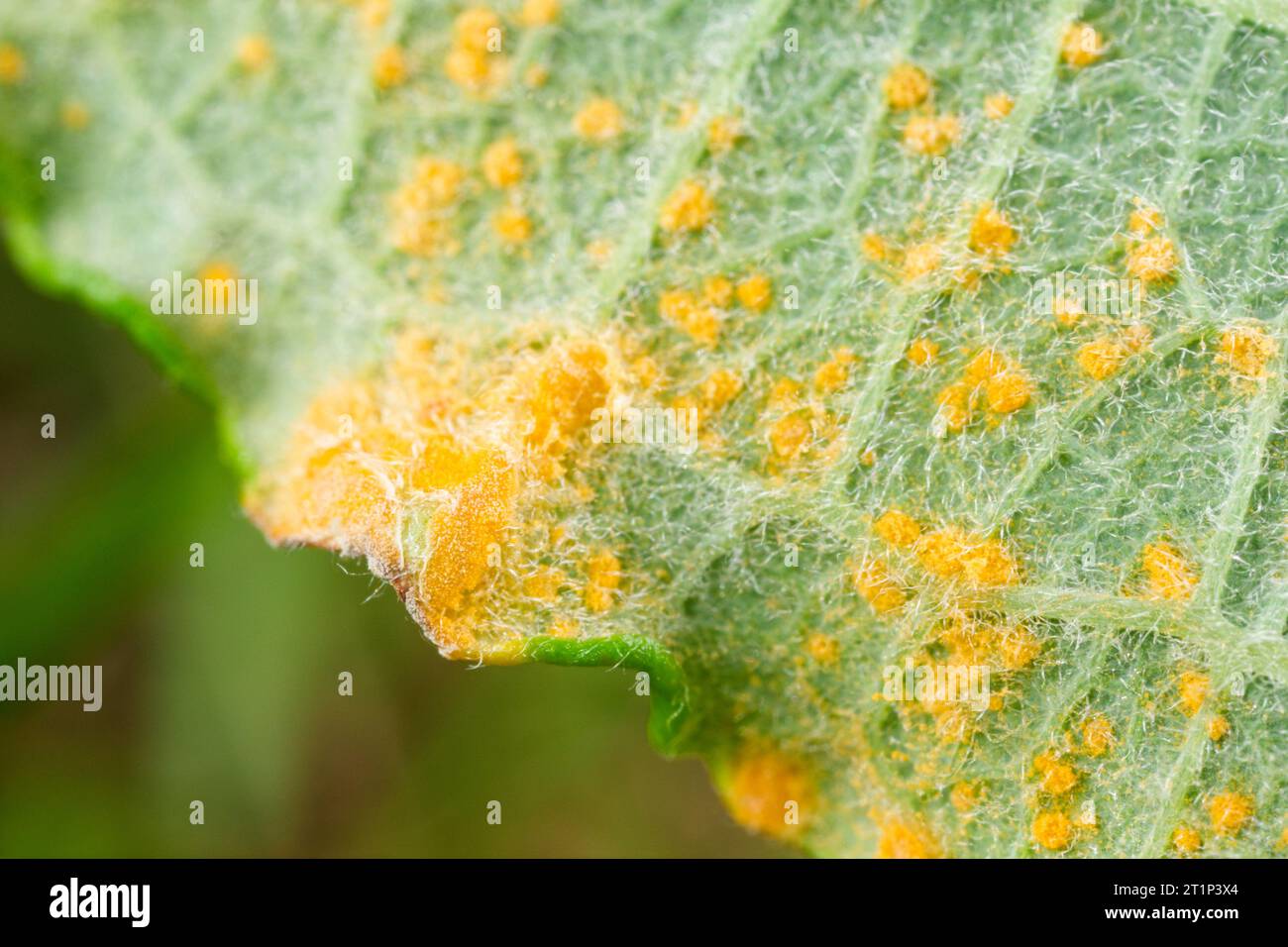 Basidiomycota parasite fungi (Melampsora) on a willow leaf Stock Photo