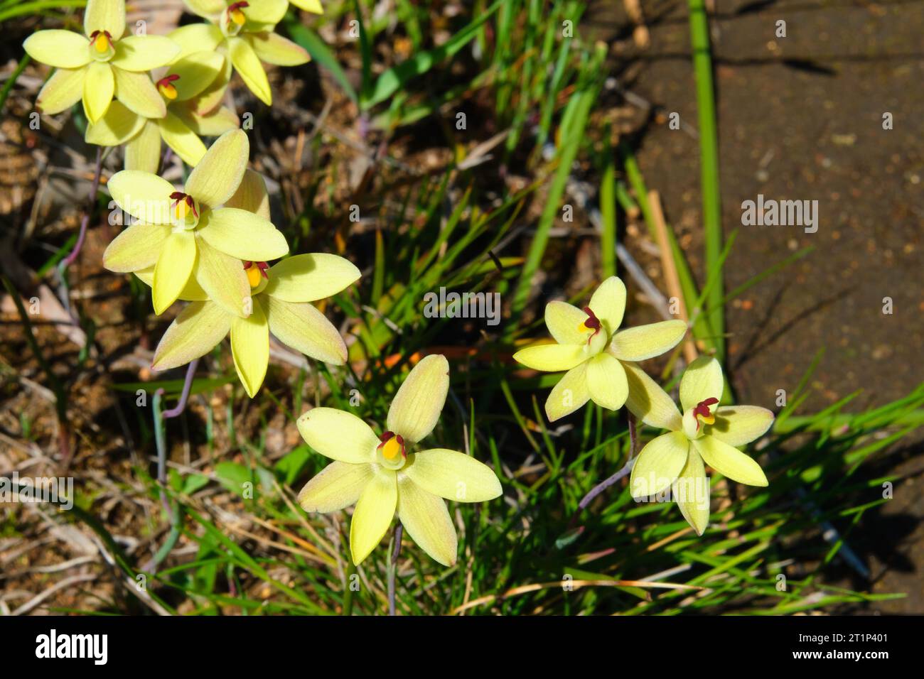 Vanilla Orchids, Thelymitra antennifera, also known as Lemon-Scented Sun Orchid and Rabbit-Eared Sun Orchid, a native Australian wildflower species. Stock Photo