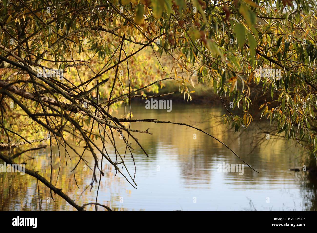 Yellow willow leaves hi-res stock photography and images - Alamy